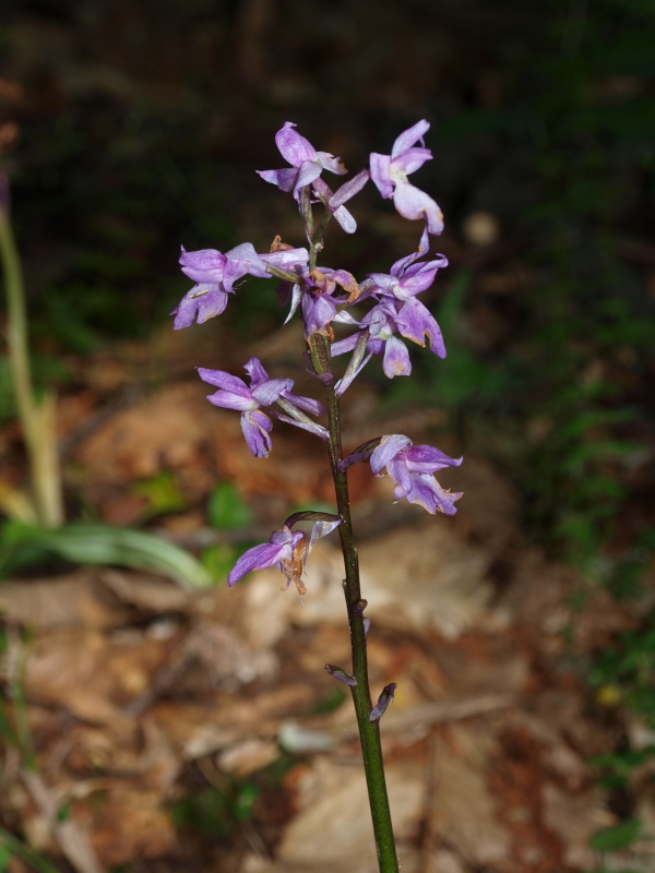 Orchis mascula subsp. speciosa